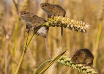Гризуни уникатимуть ваш сад та город: які рослини посадити
