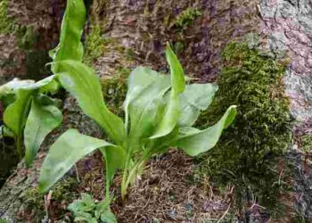 Помилка може коштувати вам життя: як відрізнити черемшу від чемериці