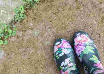 Гербіциди не потрібні: як позбутися бур’янів уздовж паркану домашніми методами