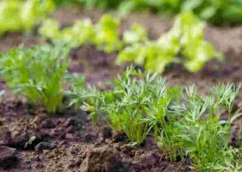 Просто покласти насіння в землю не досить: що додати в лунку перед посівом моркви