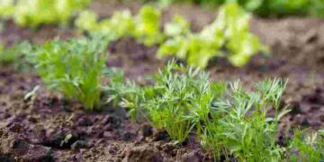 Просто покласти насіння в землю не досить: що додати в лунку перед посівом моркви