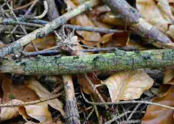 Урожай лохини збільшиться в кілька разів: як в цьому допоможуть обрізані гілки дерев