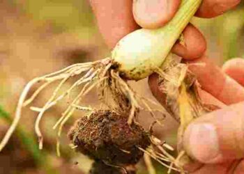 Лише органічні і безпечні методи: чим підживити озиму цибулю навесні