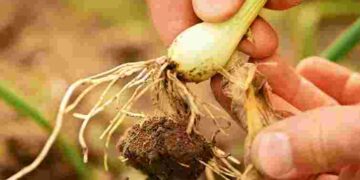 Лише органічні і безпечні методи: чим підживити озиму цибулю навесні