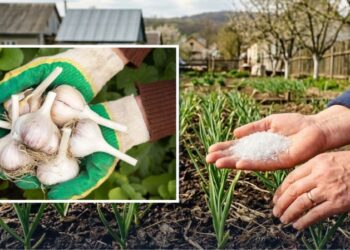 Часник оживе за лічені дні: просте підживлення для холодної весни