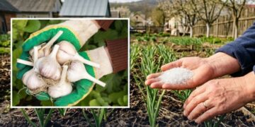 Часник оживе за лічені дні: просте підживлення для холодної весни