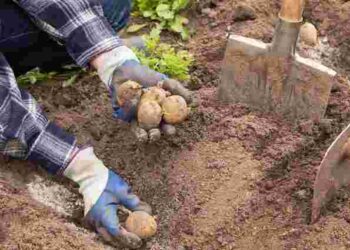 Не поспішайте, бо нічого не виросте: коли безпечно садити картоплю та розсаду у квітні