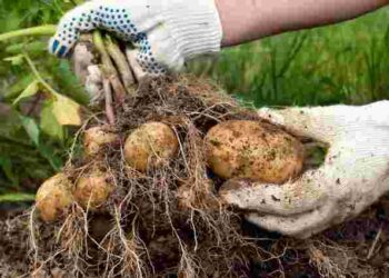 Достатньо однієї чайної ложки: як підвищити врожай картоплі без зайвих витрат