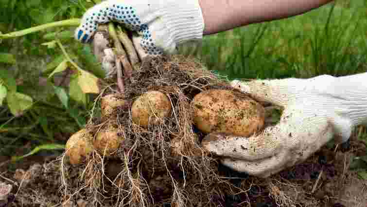 Достатньо однієї чайної ложки: як підвищити врожай картоплі без зайвих витрат