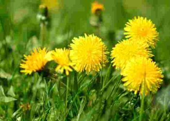 Натуральний еліксир для вашого городу: як зробити настій з кульбаби і навіщо він треба