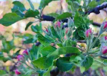 Особливо вразливі: як захистити дерева від хвороб та шкідників у фазі рожевого бутону