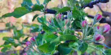 Особливо вразливі: як захистити дерева від хвороб та шкідників у фазі рожевого бутону