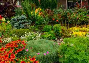 Особлива увага: як відновити багаторічники після зими і стимулювати цвітіння