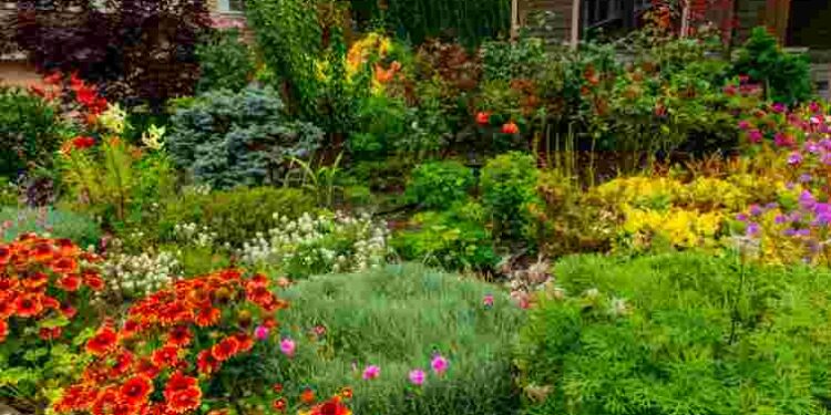 Особлива увага: як відновити багаторічники після зими і стимулювати цвітіння