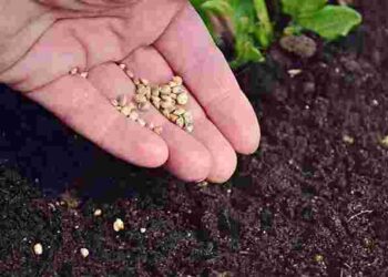 Ця помилка знижує урожай: яке насіння замочувати не можна