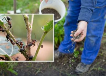 Всього жменя цього копійчаного засобу, і мурахи підуть з ділянки