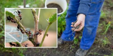 Всього жменя цього копійчаного засобу, і мурахи підуть з ділянки