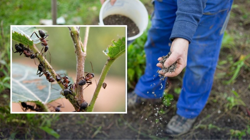 Всього жменя цього копійчаного засобу, і мурахи підуть з ділянки