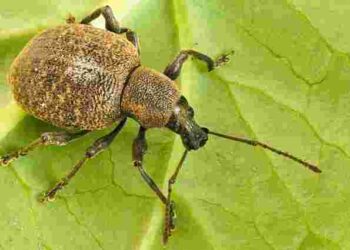 Довгоносик атакує полуницю: що зробити вже у квітні для захисту ягід