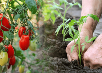 Ці 7 поширених помилок під час посадки томатів зіпсують урожай