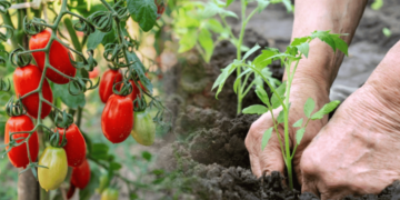 Ці 7 поширених помилок під час посадки томатів зіпсують урожай