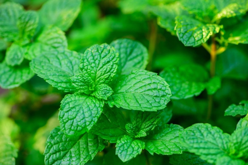 Ці 7 багаторічних рослин красиві, але садити їх не можна: потім не виведете з саду