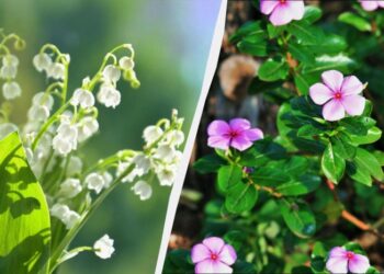 Ці 7 багаторічних рослин красиві, але садити їх не можна: потім не виведете з саду