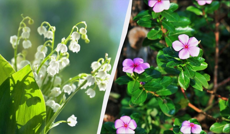 Ці 7 багаторічних рослин красиві, але садити їх не можна: потім не виведете з саду