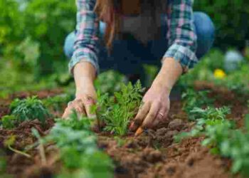 Найактивніша фаза: що і коли садити у квітні 2026 року за місячним календарем