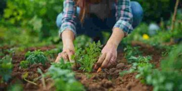 Найактивніша фаза: що і коли садити у квітні 2026 року за місячним календарем