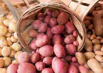 Швидко дозрівають і добре родять: 4 найкращі сорти ранньої картоплі