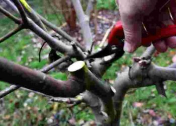 Ви можете все зіпсувати: як і коли слід обрізати персик для рясного урожаю