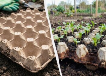 Досвідчені господині ніколи не викидають лотки від яєць: як їх використовувати на городі