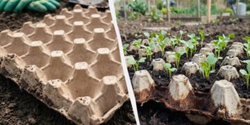 Досвідчені господині ніколи не викидають лотки від яєць: як їх використовувати на городі