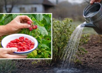 Це копійчане підживлення любить малина у квітні: ягід буде море
