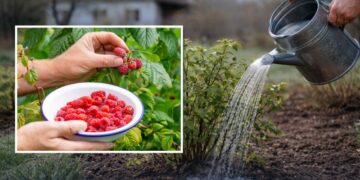 Це копійчане підживлення любить малина у квітні: ягід буде море