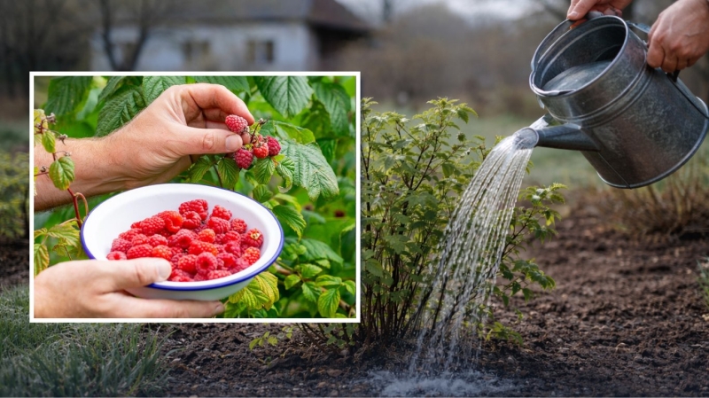 Це копійчане підживлення любить малина у квітні: ягід буде море