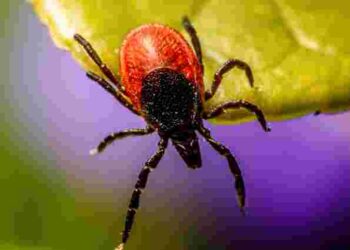 Посадіть це – і кліщі зникнуть: яка одна рослина зробить ваше літо спокійним