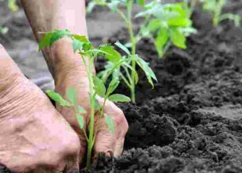 Помідори виростуть як на дріжджах: що слід обов’язково покласти в лунку при посадці