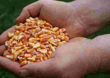 Звертайте увагу на температуру вночі: коли садити кукурудзу, щоб дала максимальний врожай