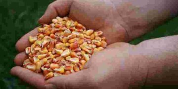 Звертайте увагу на температуру вночі: коли садити кукурудзу, щоб дала максимальний врожай