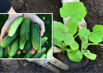 Ложка цього засобу, і огірки завалять врожаєм: що додати в лунки