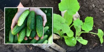 Ложка цього засобу, і огірки завалять врожаєм: що додати в лунки