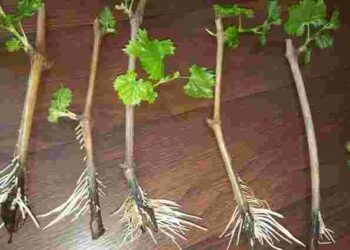 Не перетримайте: як довго укорінювати живці винограду у воді та коли пора садити