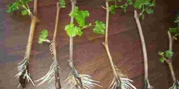 Не перетримайте: як довго укорінювати живці винограду у воді та коли пора садити