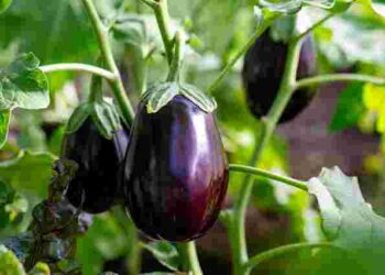 Врожайні баклажани без помилок: три найкращі сорти та схема посіву