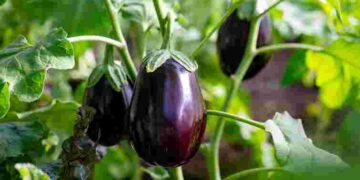 Врожайні баклажани без помилок: три найкращі сорти та схема посіву