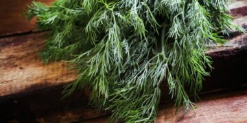 Кріп залишатиметься свіжим дуже довго: як правильно зберігати зелень у холодильнику