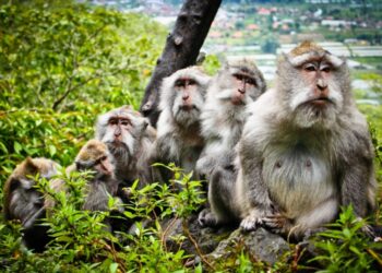 Макаки теж можуть: вчені вперше примусили мавп пересуватись у повноцінному 3D-віртуальному світі силою думки