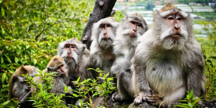 Макаки теж можуть: вчені вперше примусили мавп пересуватись у повноцінному 3D-віртуальному світі силою думки